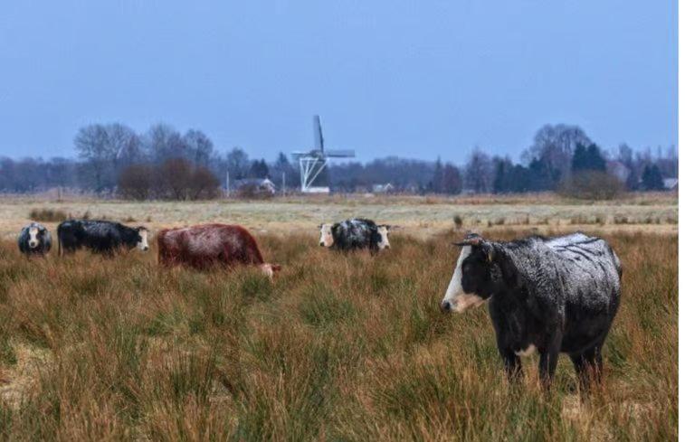 Villa Sari Steendam Esterno foto